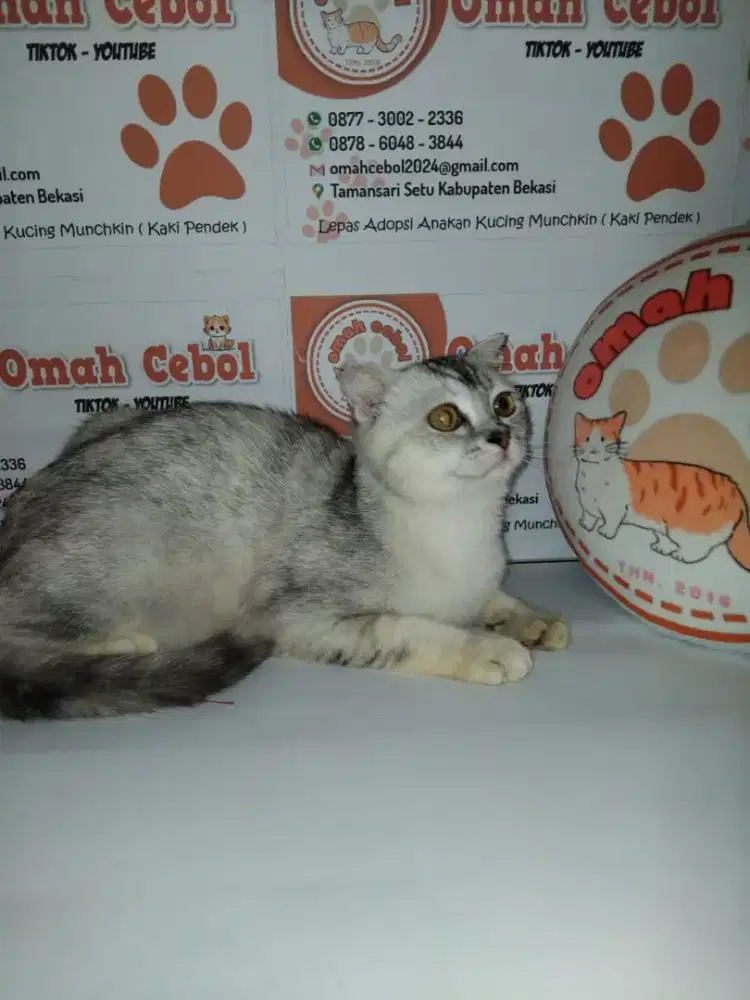 Open adopsi kitten betina BSH x Scottish