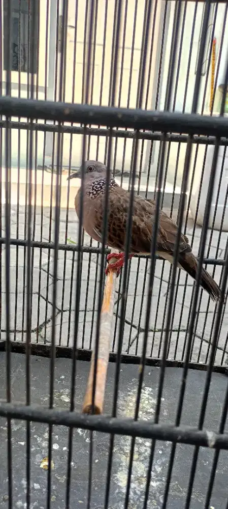Burung tekukur muda jantan