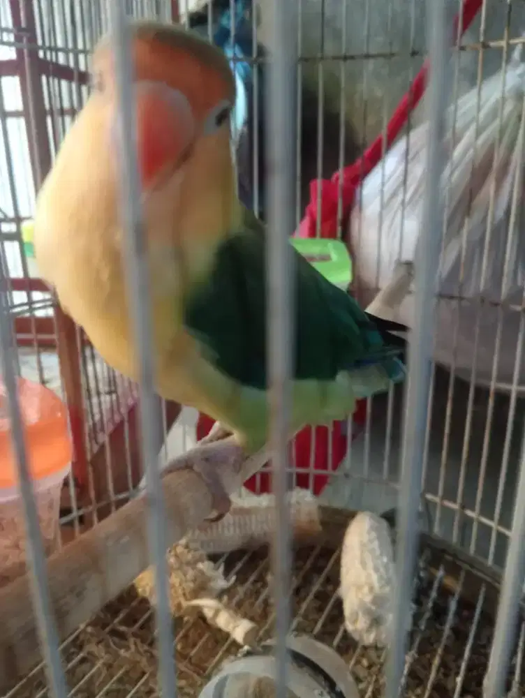 Love bird jantan harian gacor grecek