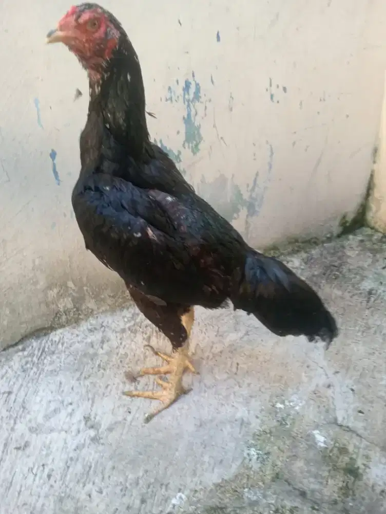 Ayam betina Bangkok badan mbotol siap untuk ternak