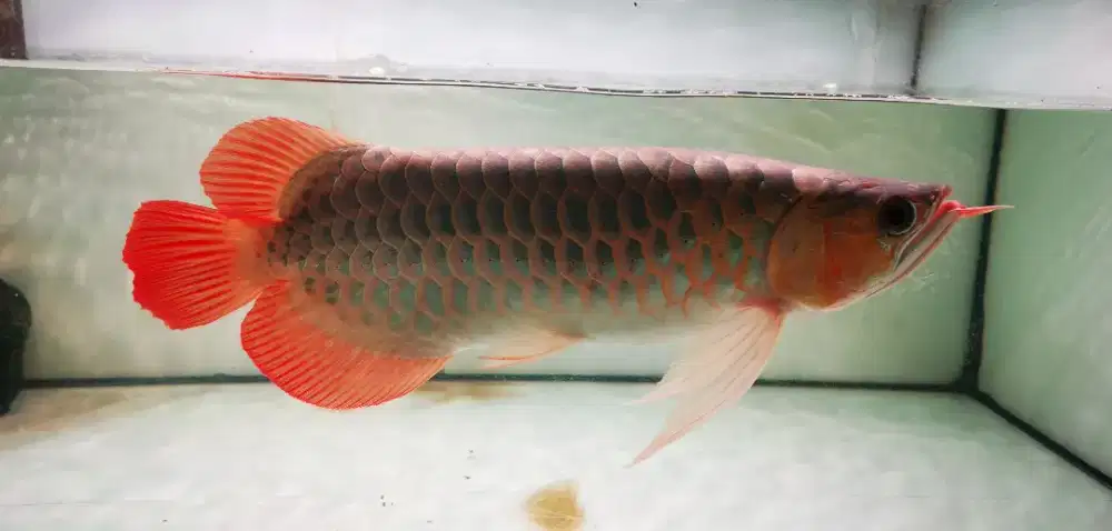 Super red uk 39 cm