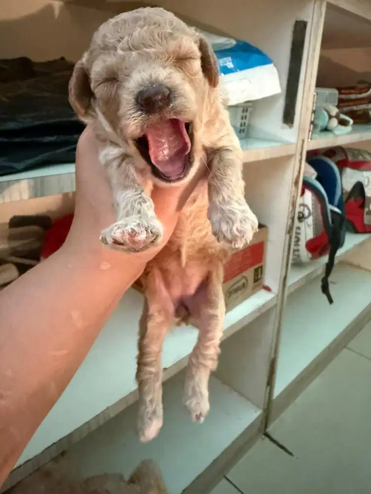 POODLE PEREMPUAN