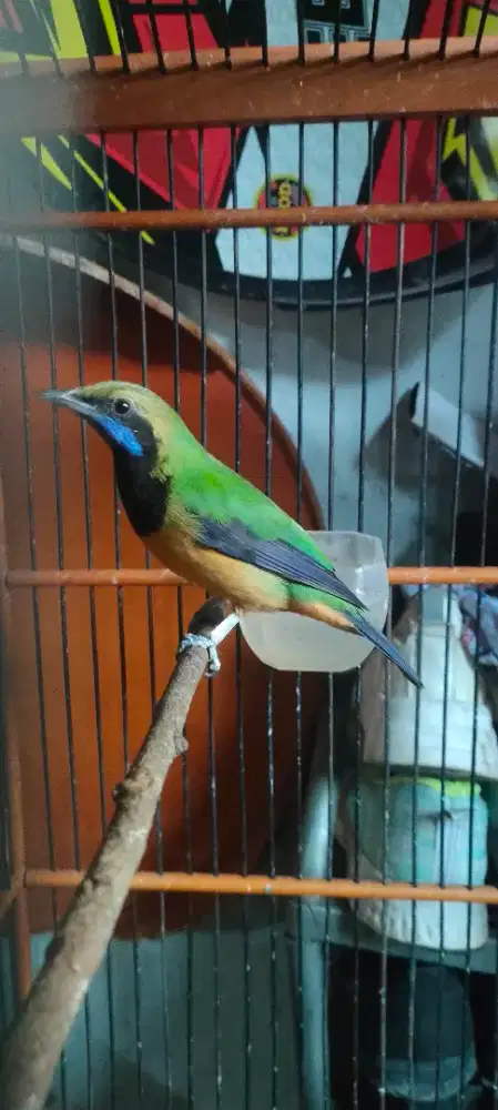 Cucak cungko gacor