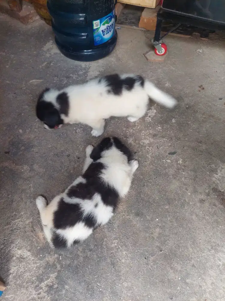 Anak anjing kampung