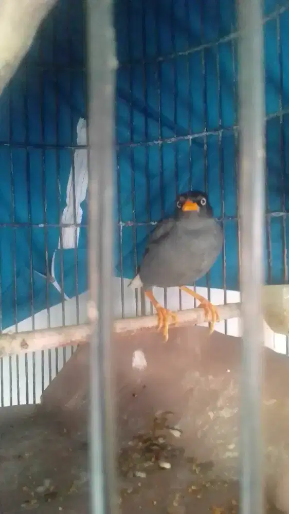 JALAK KEBO MATA PUTIH