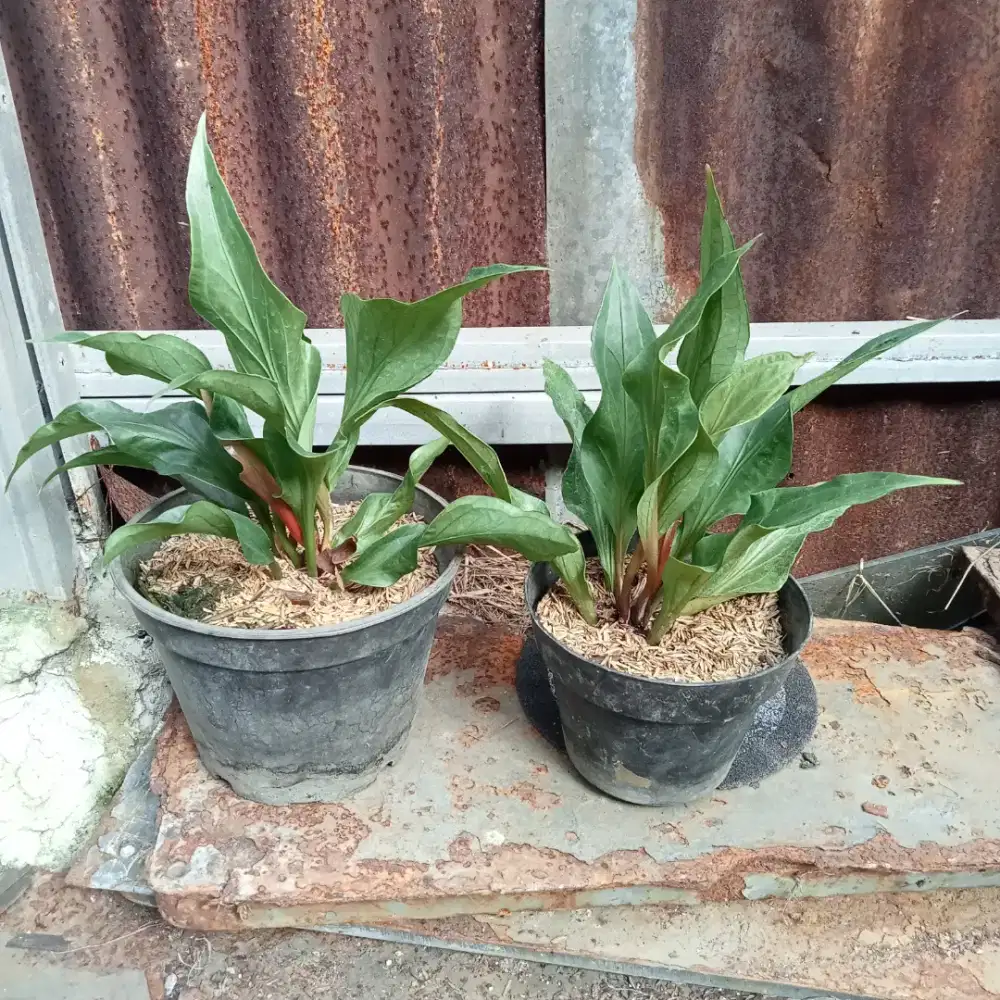 Tanaman hias anthurium