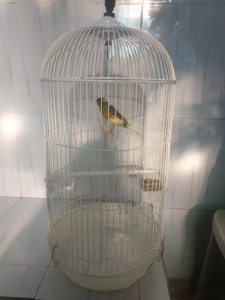 Jual kenari fulset+krodong