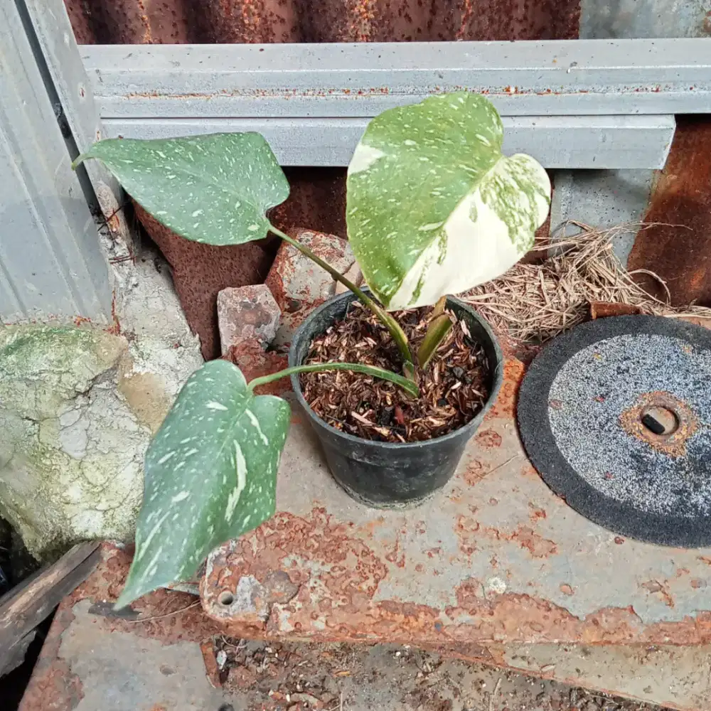 Tanaman hias monstera