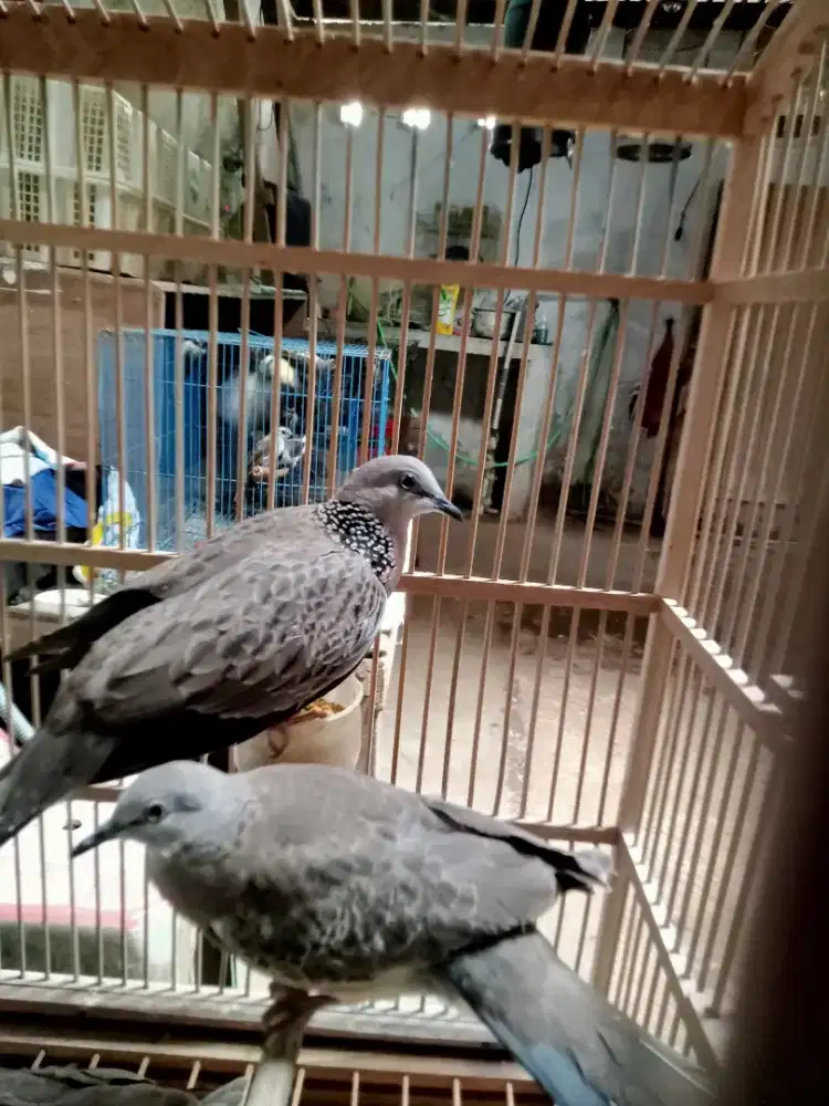 Tekukur jantan & betina