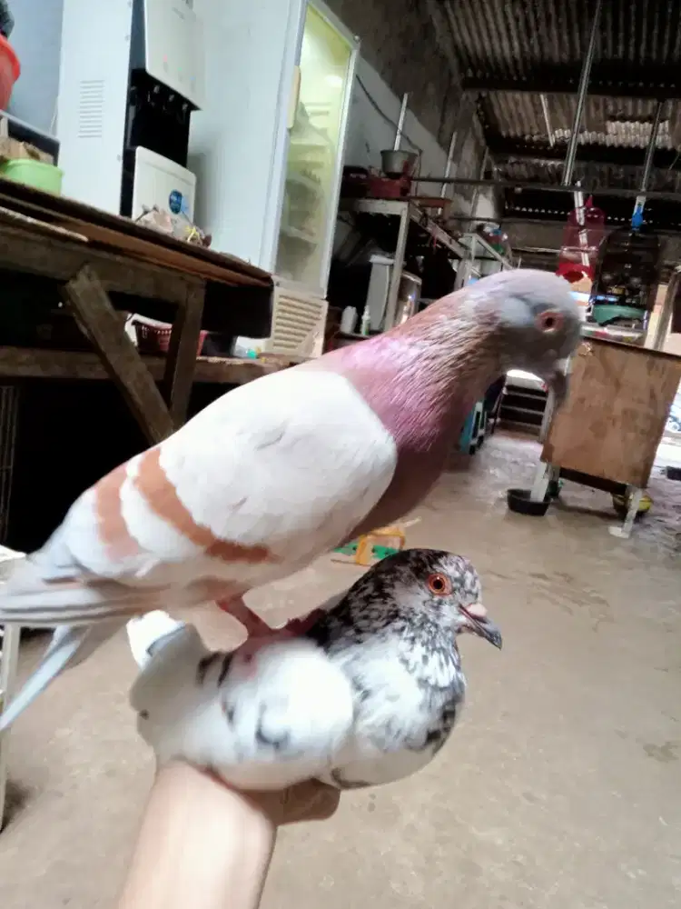 Burung dara giringan