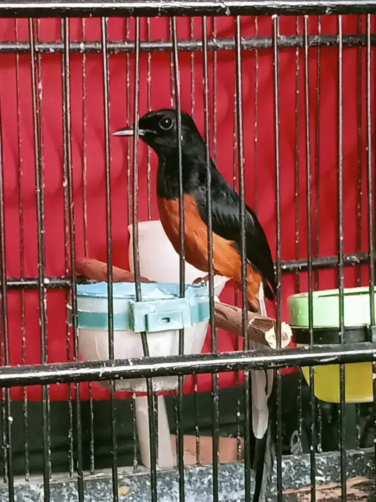 Burung murai Medan
