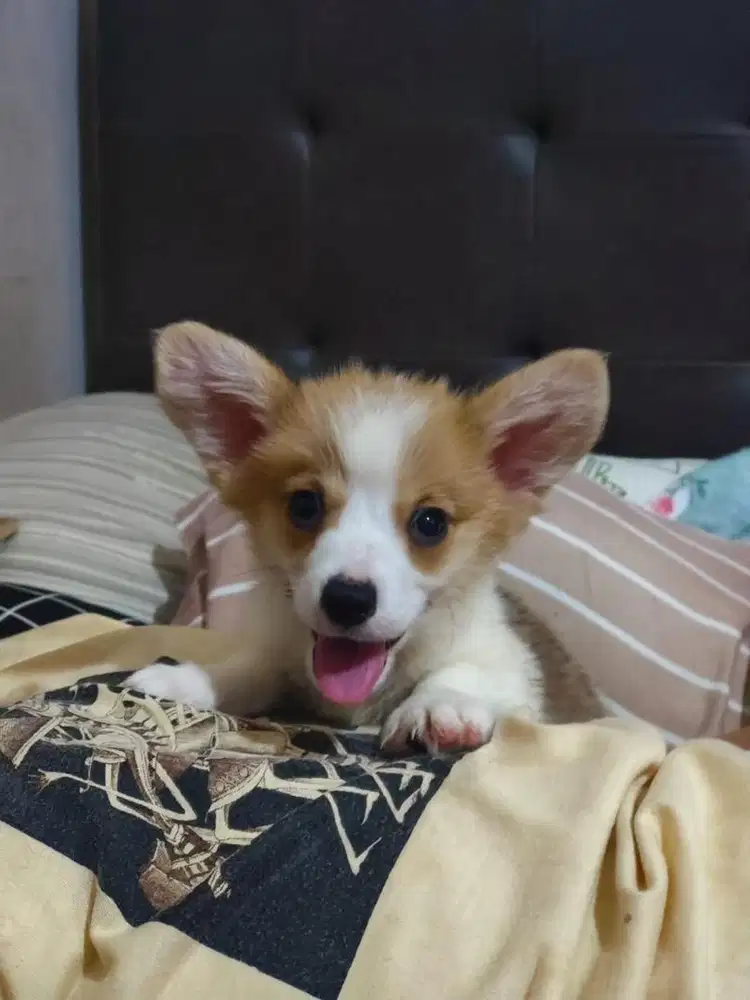 Open Adopt Baby Corgi