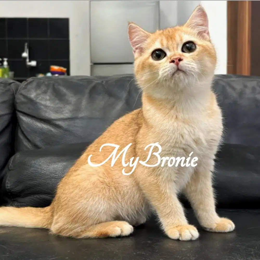 Kucing british shorthair golden ny12