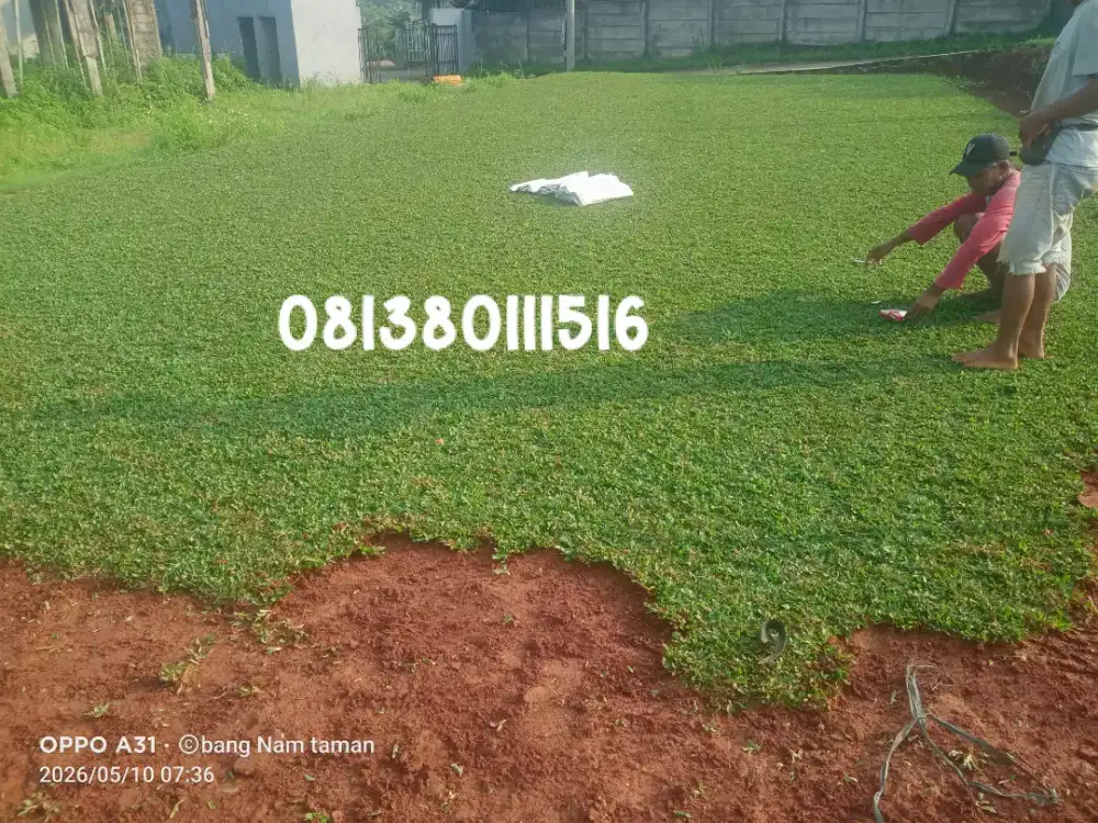 Rumput gajah mini
