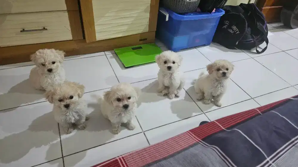JUAL ANAKAN SHIHTZU POODLE BICHON