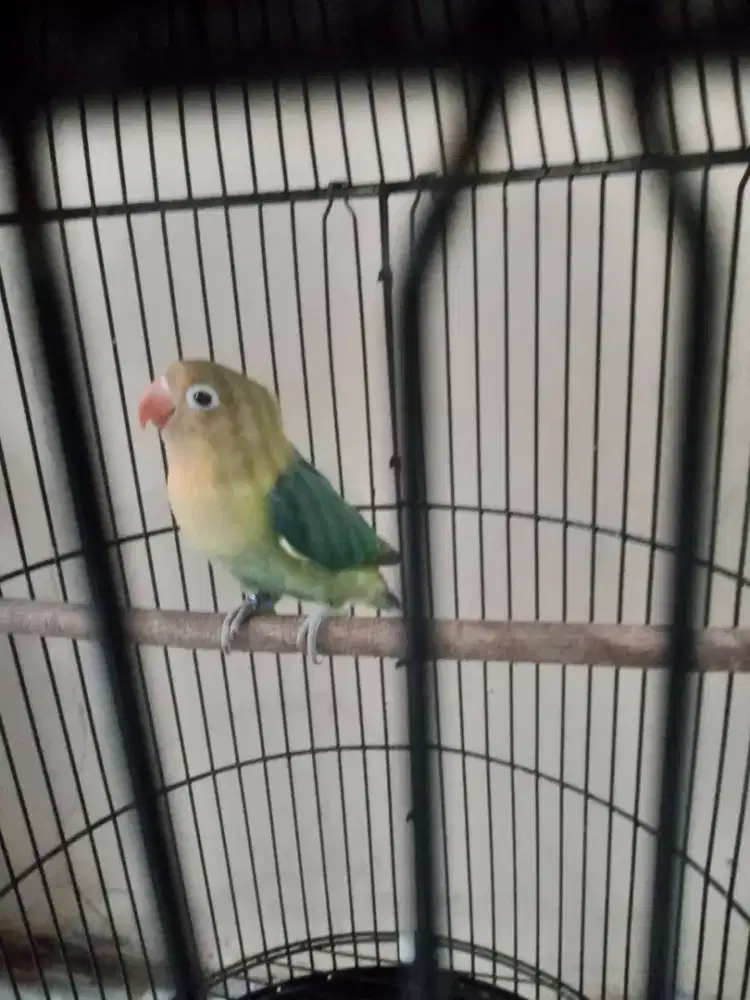 burung Lovebird