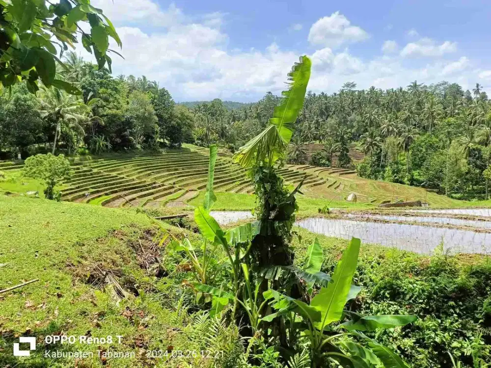 Tanah Premium View Sawah Terasering & Gunung Batu Karu Di Selemadeg Tabanan