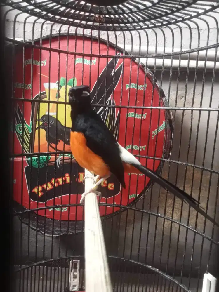 Burung murai gacor
