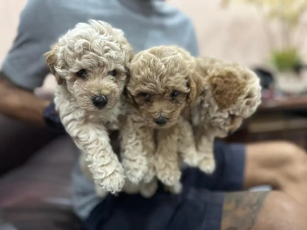 Puppys puchon puddle bichcon