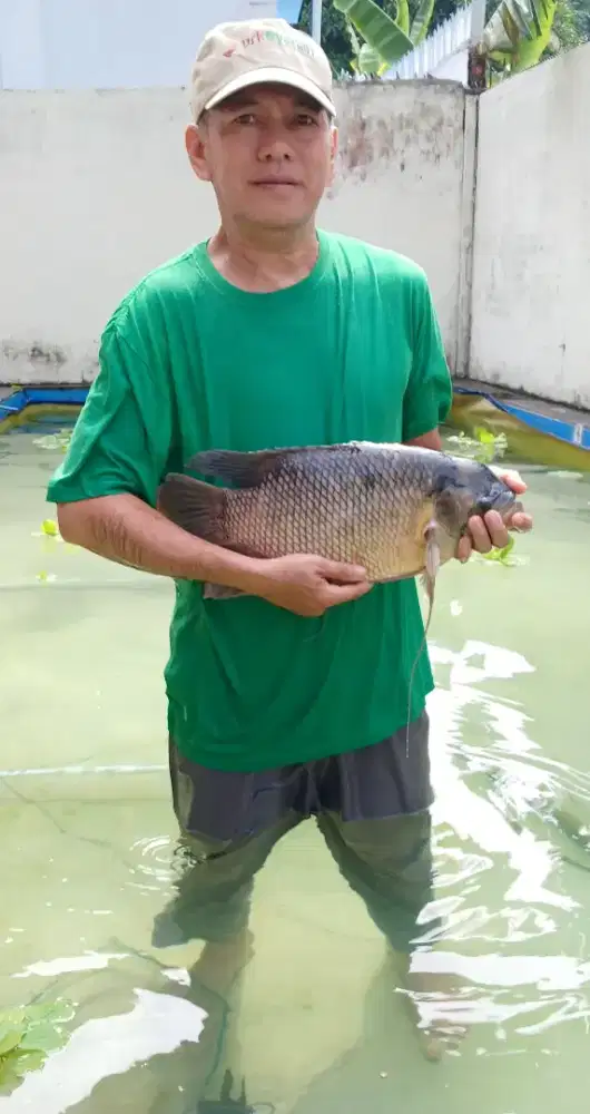 Indukan gurami  umur 2 tahun up