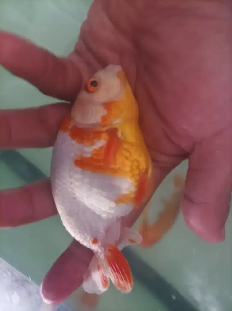 Ikan Koki Ranchu