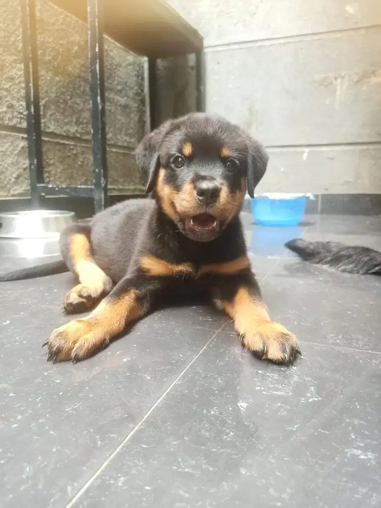 Rottweiler anabul