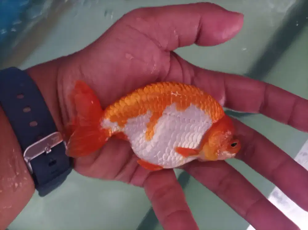 Ikan Koki Ranchu