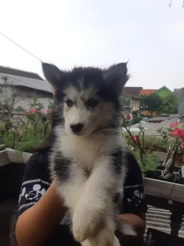 Siberian husky puppy