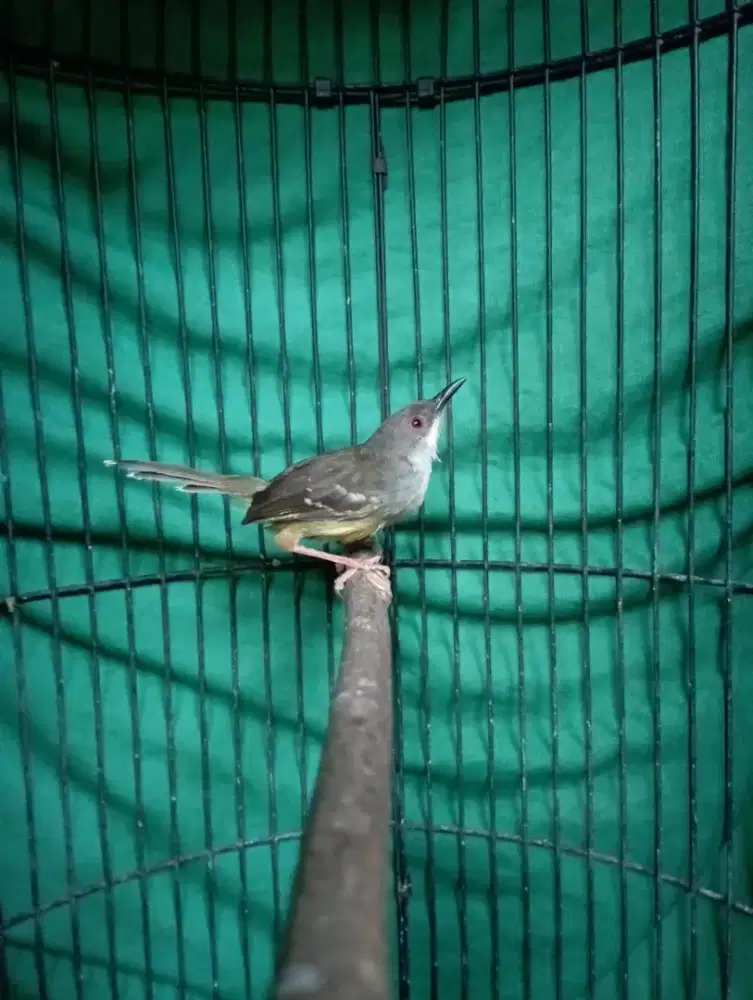 Burung cisem ciblek semi jantan pur total