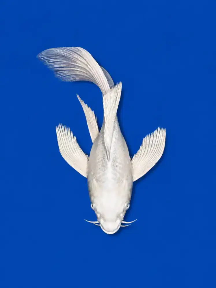 Koi Hudielong Butterfly Platinum SB 20cm
