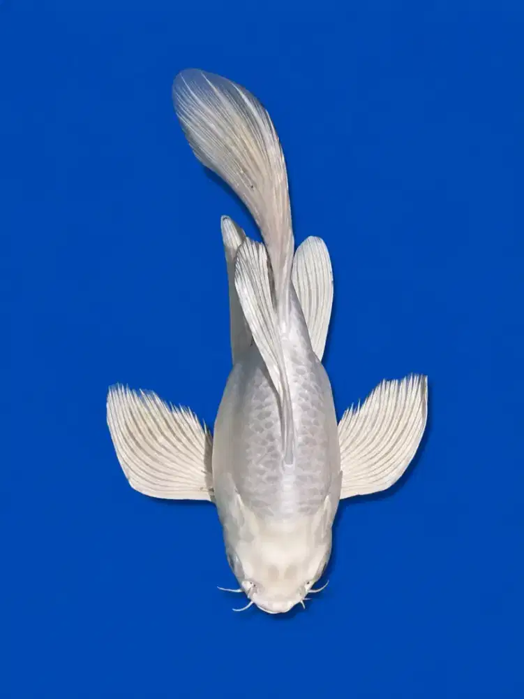 Koi Hudielong Butterfly Platinum SB 22cm