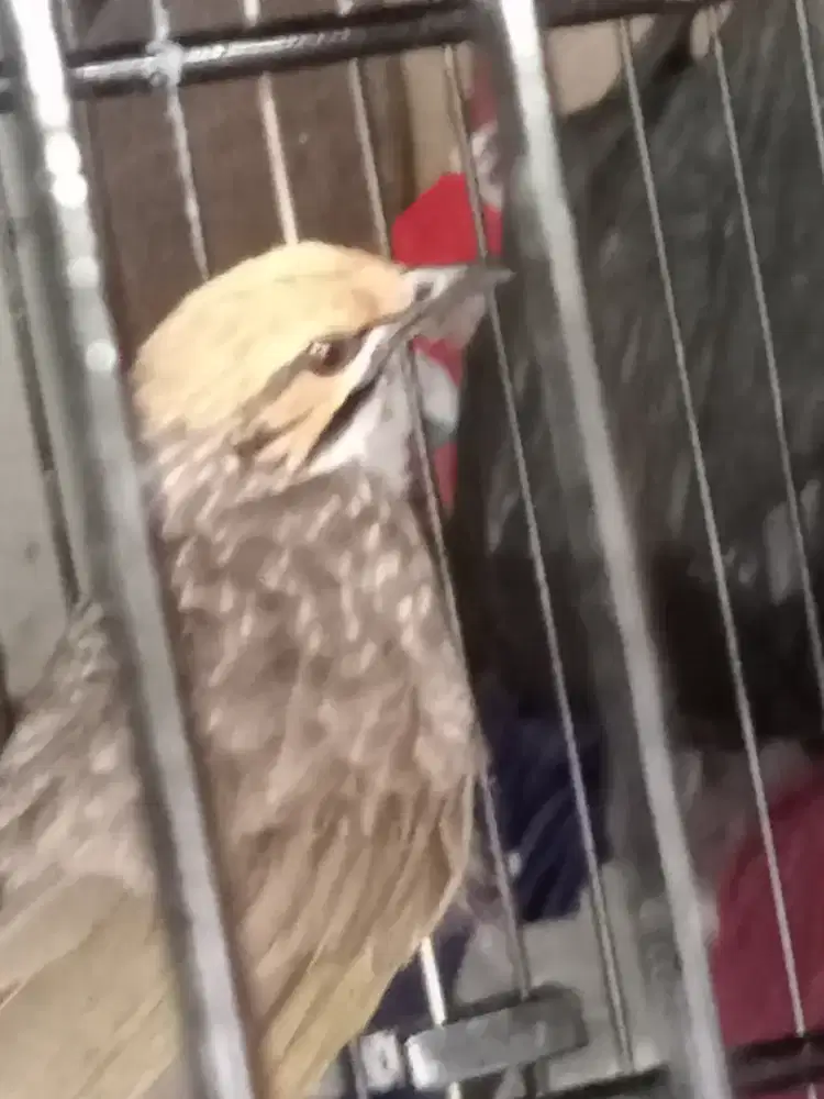 burung Cica Rawa . non ring. kandang  BNR dekel