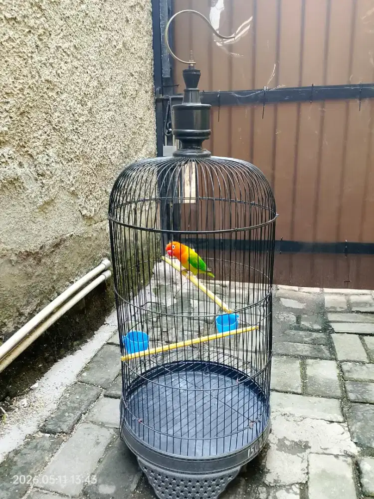 Burung Lovebird Biola