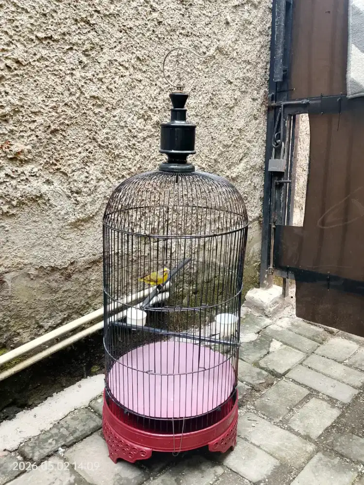 Burung Mozambik Gacor