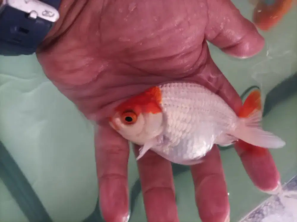 Ikan Koki Ranchu