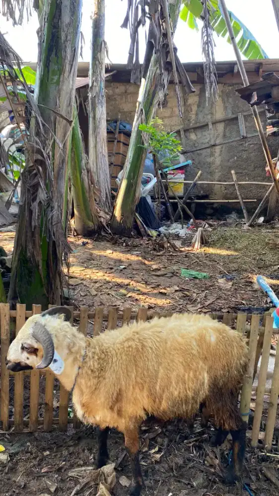 Hewan qurban (kambing)
