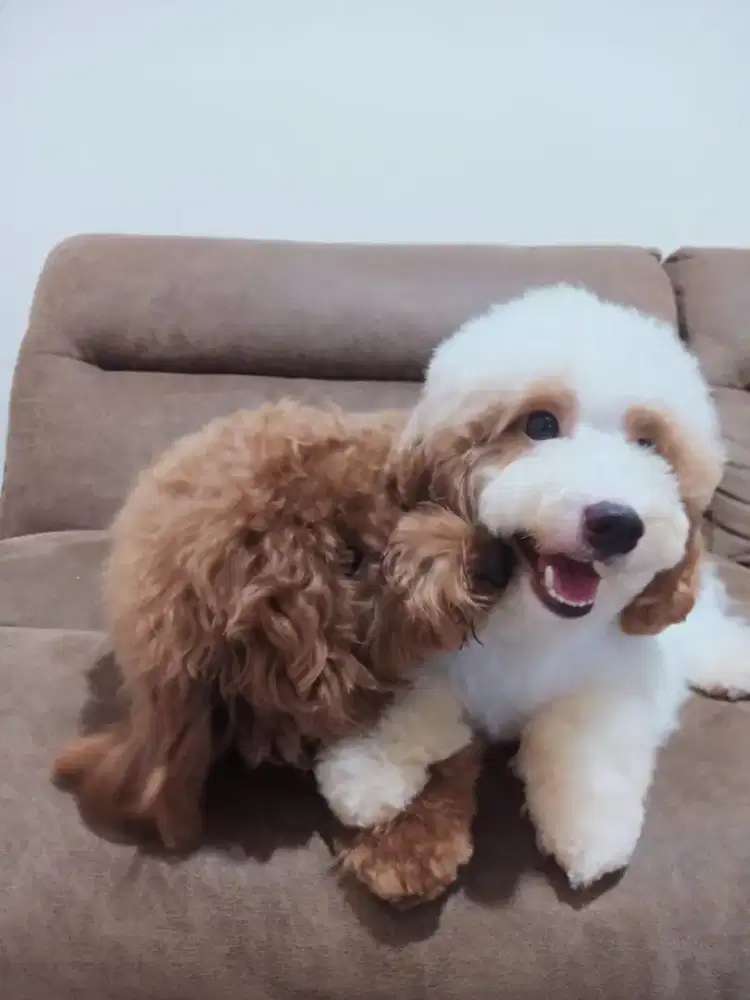 Poodle puppy & Maltase