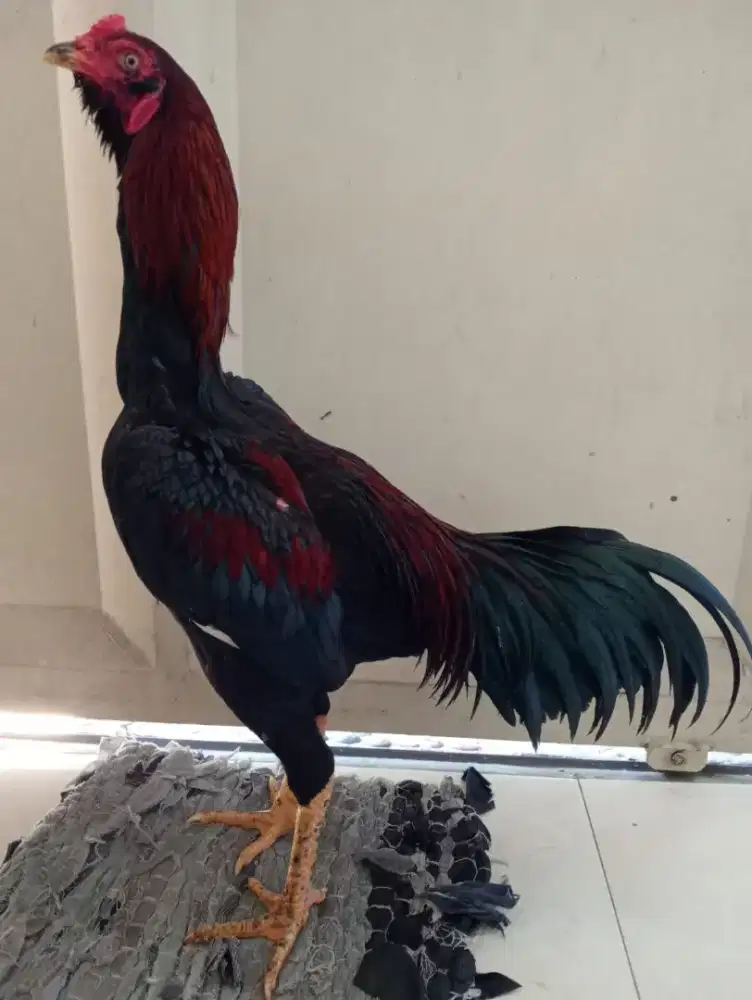Ayam Bangkok umur 8 bulan