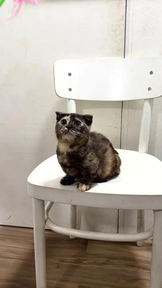 MUNCHKIN SCOTISHFOLD BETINA KITEN
