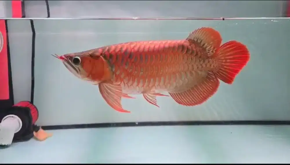 Arowana SB/SSB Size 40cm