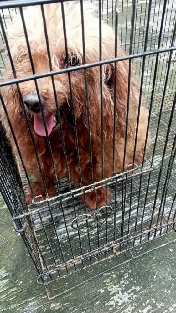 ANjing Podle jinak
