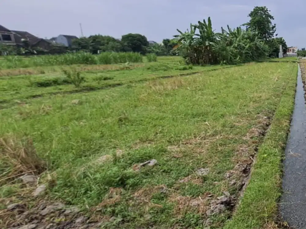 SAWAH PRODUKTIF DIJUAL DEKAT TERMINAL GIWANGAN YOGYAKARTA