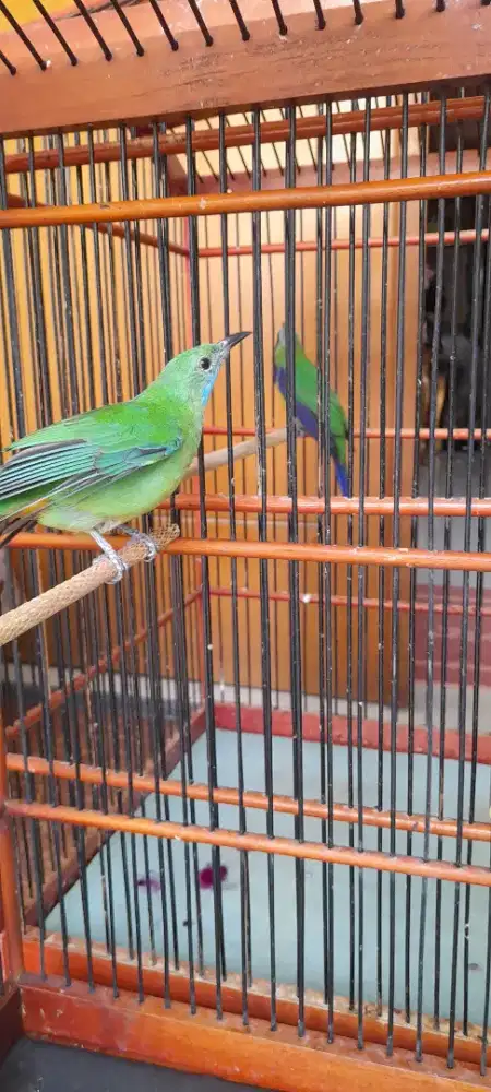 Cucak Cungko sepasang jodoh