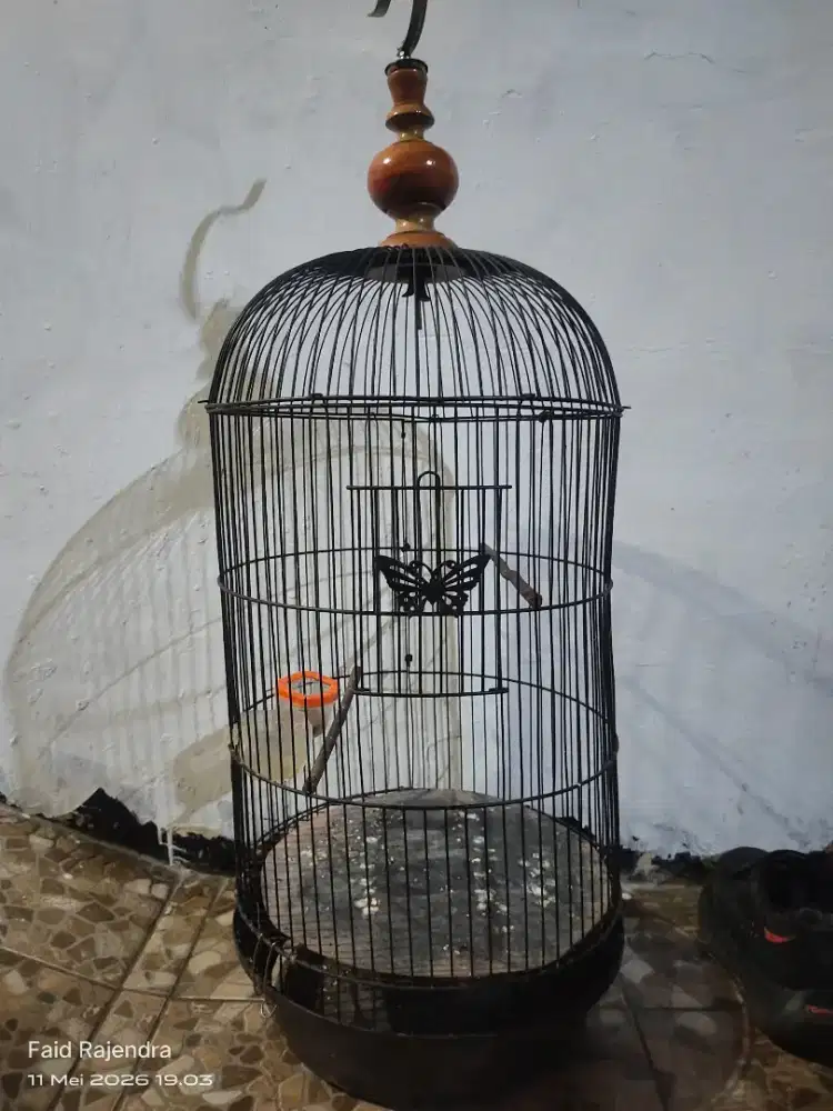 Kandang lovebird