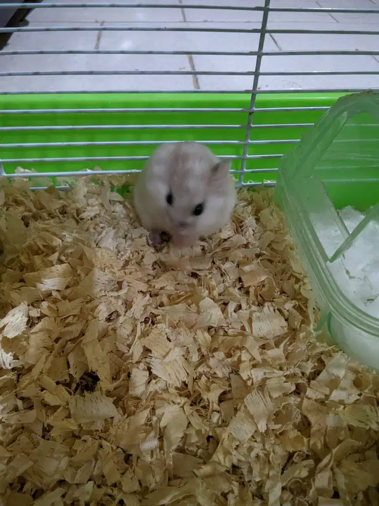 Jual hamster winter white kota bandung