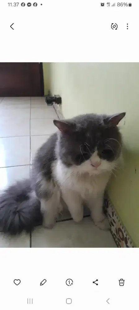 Open adopter kucing persia jantan