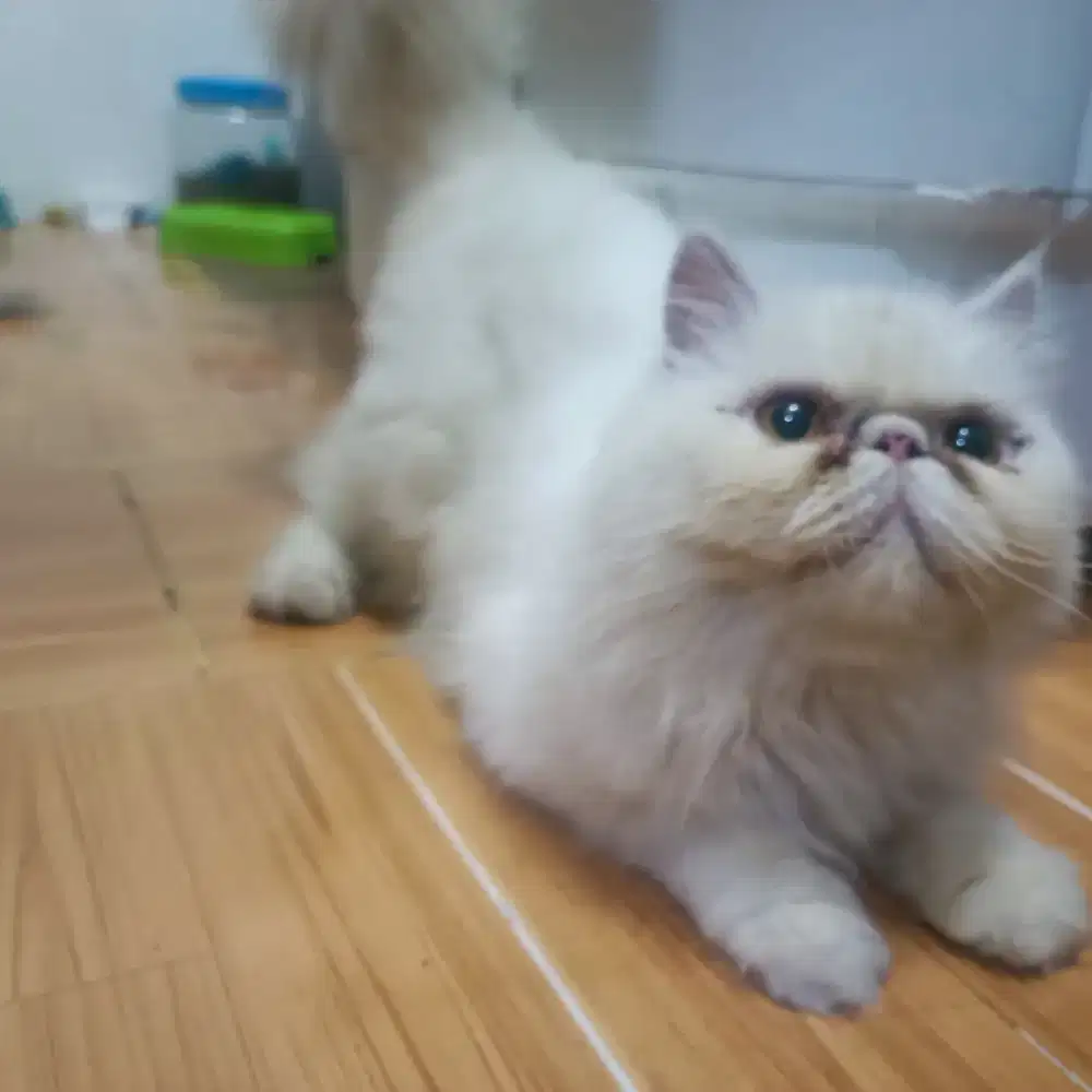 kucing Persia peaknose betina