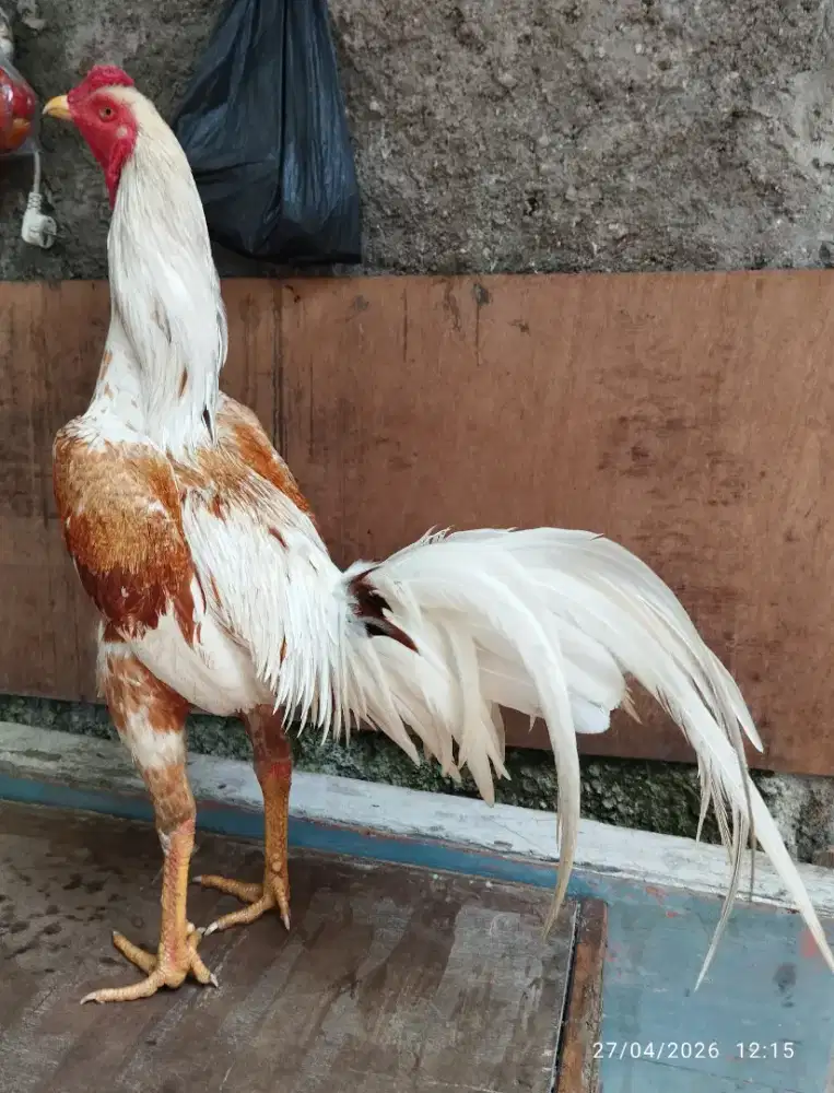 Ayam bangkok klasik muda
