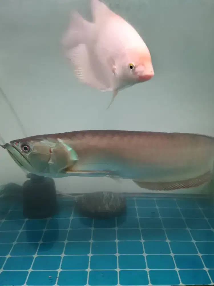 Arwana Silver Red 60cm