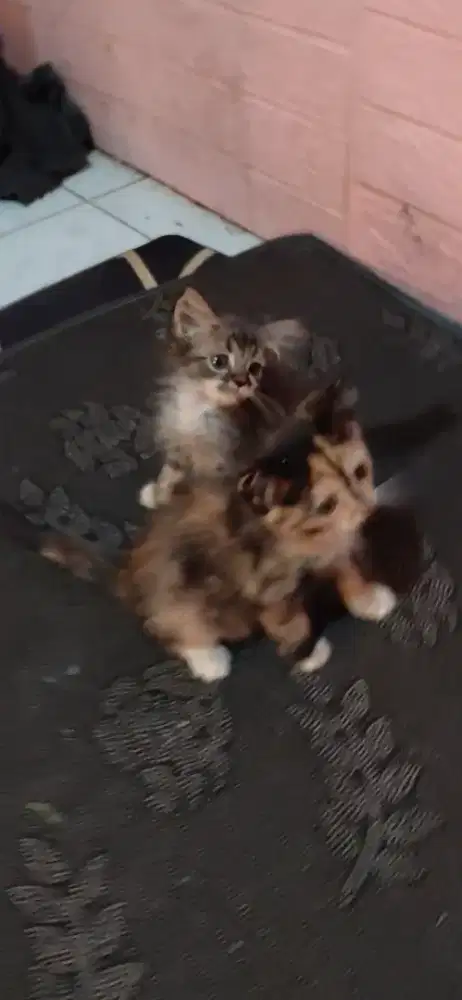 Kitten mixdome persia